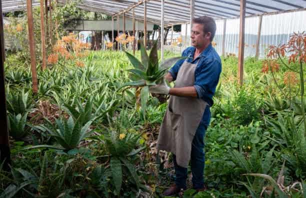 Aloe Vera Farming